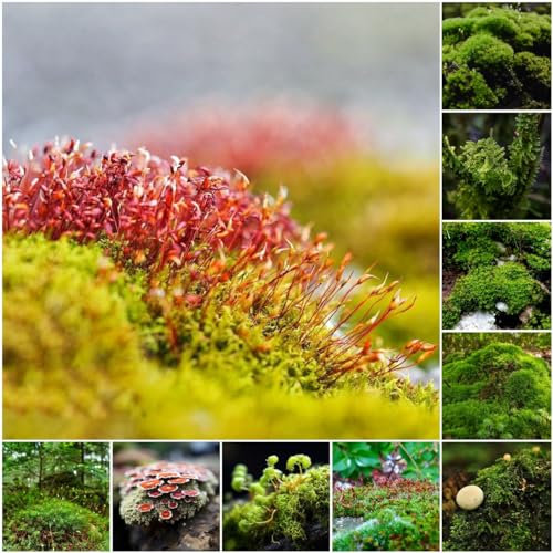 15 pcs moos samen garten - bonsai topf balkonpflanzen,Bryophyta moss, geschenke für gartenliebhaber indoor garten ökologische geschenke pflanzensamen kunst pflanzen fürs zimmer plant