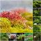 15 pcs moos samen garten - bonsai topf balkonpflanzen,Bryophyta moss, geschenke für gartenliebhaber indoor garten ökologische geschenke pflanzensamen kunst pflanzen fürs zimmer plant