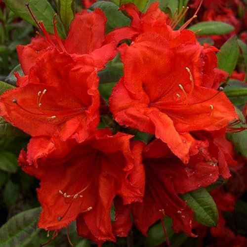 Rhododendron 'Firecracker' - Hardy Deciduous Azalea with Vibrant Orange-Red Blooms and Autumn Foliage - Ideal for Shaded Borders – 1x 4 litre Potted Plant by Thompson & Morgan