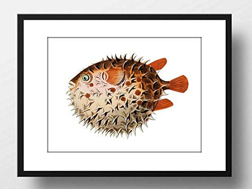 Din A4 Kunstdruck ungerahmt - Fisch Kugelfisch Retro Vintage Meerestier Ozean Maritim Zeichnung Badezimmer Druck Poster Bild