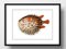 Din A4 Kunstdruck ungerahmt - Fisch Kugelfisch Retro Vintage Meerestier Ozean Maritim Zeichnung Badezimmer Druck Poster Bild