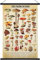 Geyee Vintage-Pilz-Poster, Wandteppich, Pilz-Wandkunstdrucke, rustikaler Pilz-Wandbehang, illustratives Referenzposter für Wohnzimmer, Büro, Klassenzimmer, Schlafzimmer, Dekoration, 39 x 60 cm