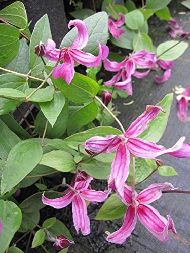 Clematis integrifolia Pangbourne Pink (60-100 cm) - Waldrebe/Klematis