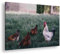 deyoli Ein stolzer Hahn und Hühner, grasend auf einer saftig grünen Wiese. Format: 120x80 cm als Leinwandbild, Motiv fertig gerahmt auf Echtholzrahmen, Hochwertiger Digitaldruck mit Rahmen