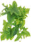 HOMOBABE Plantes Suspendues Artificielles pour Terrarium Reptile Décoration Réaliste avec Ventouses pour Lizards et Amphibiens