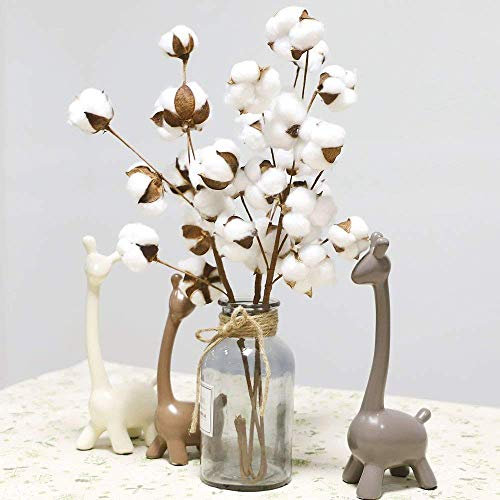 FeiliandaJJ 21 Zoll 3Pc 30 Köpfe Getrocknete Blume Natürlicher Baumwollzweig Bauernhaus-Stil Künstliche Blume Füller Blumendekor für Wohnzimmer Home (Weiß)