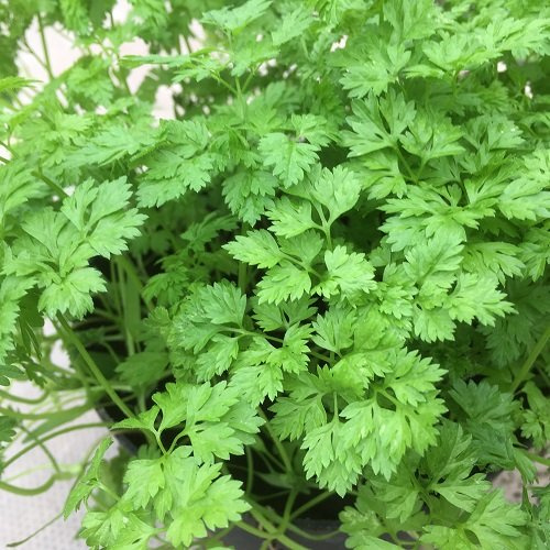 Chervil Seeds,100 Count COOL BEANS N SPROUTS Brand. Home Gardening.