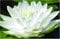 Lincolnshire Pond Plants Ltd - Water Lily - bareroot or with pots and Compost - Live Water Plant Aquatic Pond Lake Marginal (1 x bareroot with Compost and Pot, Selection - White Lily)