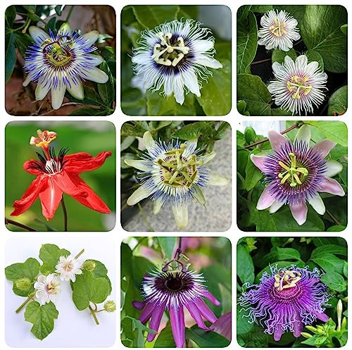 50 Samen Passionsblume Pflanze Balkonblumen, Pflanzen Winterhart Draußen Passiflora caerulea Garden, Balkon Pflanze Blumensamen Balkon, Bodendecker Pflanzen Winterhart Wildblumensamen,