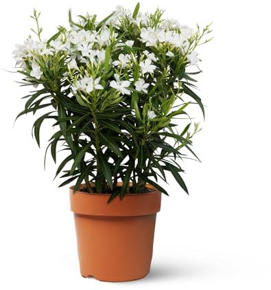 Adelfa Blanca - Planta Natural - Nerium Oleander - Planta de Exterior - Purificadora - Fácil de cuidar - Riego Moderado - April Plants - Altura: 100-110 cm