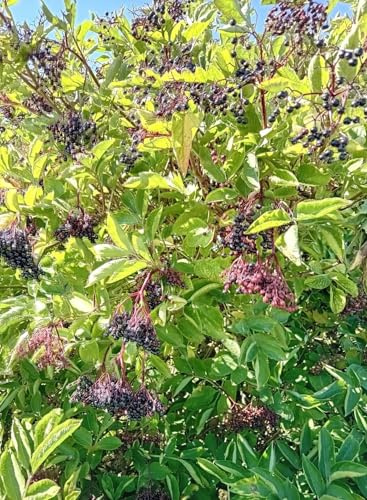 Sureau noir à gros fruits Sambucus Nigra Haschberg 40-60 cm pour élevage en plein air