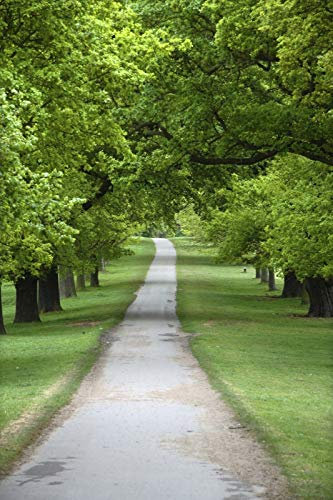 Portal Cool 1 sempreverde Quercia 30-50cm 'Quercus Ilex', Ornamentale Albero, Grow ghiande