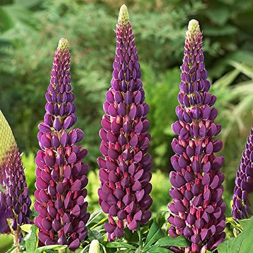 Lupin Masterpiece - Stunning Lupinus Garden Ready Potted Plants - Outdoor Perennial in Pot - Hardy Purple Flowering Plant (9cm Pot, 10-20cm)