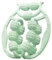 Rouleau de massage pour les jambes, civière de mollet 15 rouleaux - Rouleau de massage des jambes, rouleau de massage des mollets, bras de cou de cuisse, coude de tennis, rouleau en mousse pour tissus