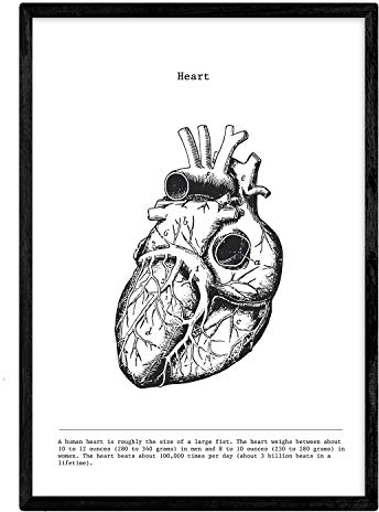 Nacnic anatomie poster | vintage stil wanddekoration abbildung von herz, muskeln und knochen | verschiedene menschliche körper, biologie und medizin bilder ohne rahmen | größe A4