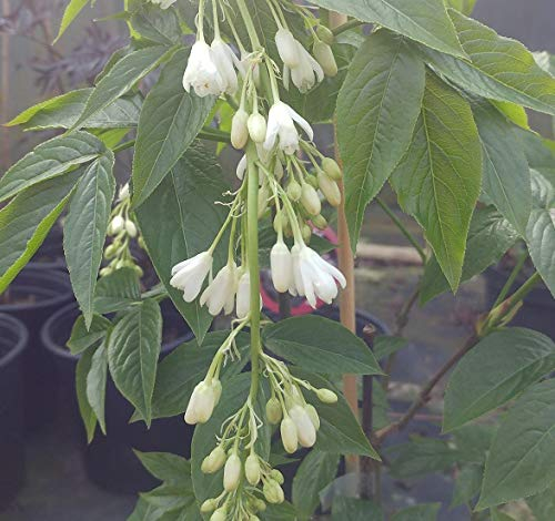Rispen-Pimpernuss, Staphylea pinnata, 60-80cm, im 3,5 Liter Topf