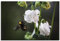 Bumblebee Bee Pollen Bestäubung Bombus Poster Leinwand Kunst für Zuhause 1 Paneel Dekorationen ungerahmt 76,2 x 50,8 cm