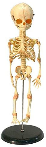 Human Articulated Fetal Skeleton Teaching Model, Teaching Demonstration Model of Fetal Skeleton Model, Human Baby Skull Skelett Anatomy Model for Science Teaching