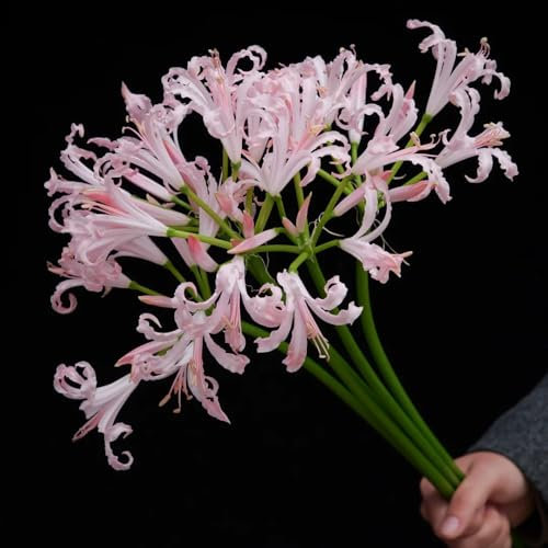 Bulbi di giglio ragno - Lycoris radiata - bulbi di aconiti invernali, fiori per balcone acquistare bulbi di fiori sanguigni, cipolle fresche, fiori decorativi bulbi di aconiti 3pcs