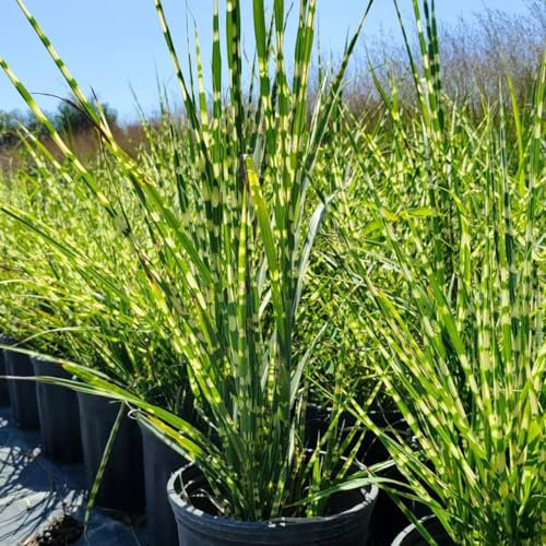 300 Pcs Zebragras Winterhart Mehrjährig Samen - Ziergräser - Winterharte Kübelpflanzen, Exotische Pflanzen Winterhart Ziergras Zebragras Pflanze Samen, Geschenke Für Gärtner, Gartendeko