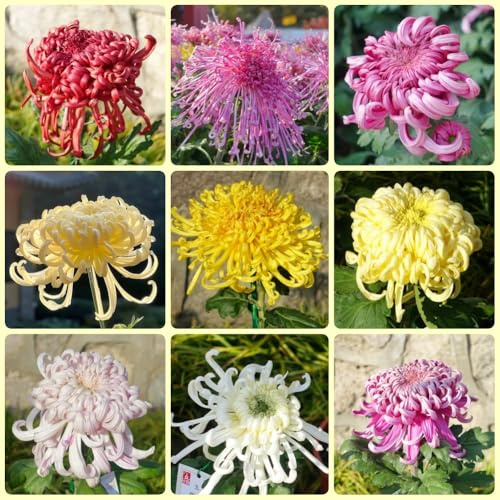 Chrysanthemen - blumensamen pflanzensamen zimmerpflanzen garten geschenke für frauen 200Samen