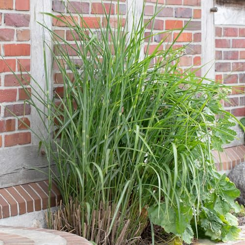Garten-Schlüter® Chinaschilf 'Little Zebra' - 3 Liter Topf - Miscanthus sinensis - dekoratives Ziergras mit gelbgrün gestreiften Blättern und kompaktem Wuchs