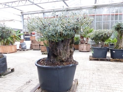 gruenwaren jakubik exakt dieser Baum Nr. 318, Angebot, 180 cm, Olivenbaum, Bonsai, knorrige alte urige Olive winterhart