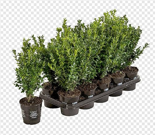 Buje Natural o Buxus Planta de Exterior Ideal para Hacer Cercados Naturales