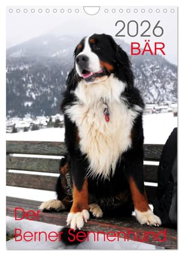 BÄR - Der Berner Sennenhund (Wandkalender 2026 DIN A4 hoch), CALVENDO Monatskalender: Fotokalender mit Hundefotografien (CALVENDO Tiere)