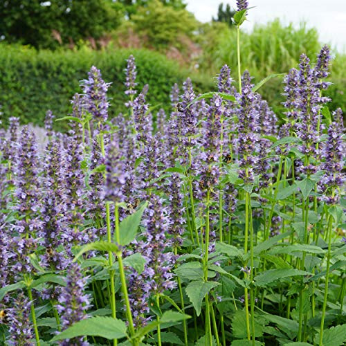 Blumixx Stauden Agastache Rugosa-Hybr Black Adder - Ortiga aromática, color azul y morado