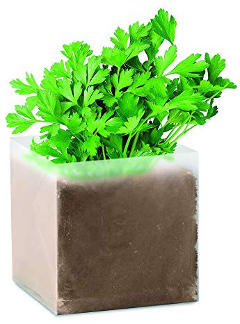 Pflanz-Set Petersilie