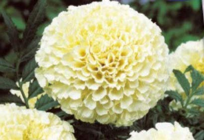Stk - 8x Samtblume Vanille F1-Studentenblume Samen Pflanze Blume Saatgut KS320 - Seeds & Plants Shop by Ipsa