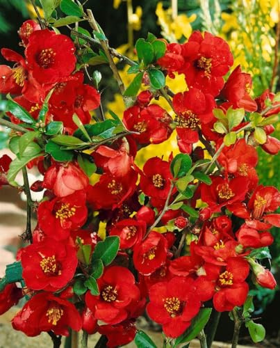 Zierquitte 'Nicoline' 40-60 cm Topf Chaenomeles winterhart Heckenpflanze | sommergrün, buschig, rote Blüte März-April, sonnig bis halbschattig, essbare Früchte, winterhart bis -25 °C