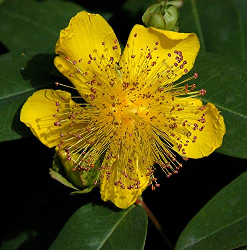 Teppich Johanniskraut Rose von Sharon - Hypericum calycinum - lebende Gartenpflanze aus den Baumschulen