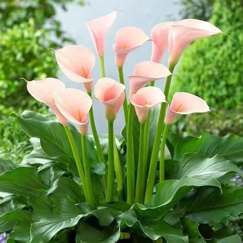10 Piezas Bulbos Resistentes De La Planta De Cala - Zantedeschia Aethiopica - Flores Frescas, Adornos De Jardín Para Exterior Bulbos De Lirio De Cala, Plantas Resistentes En Macetas,