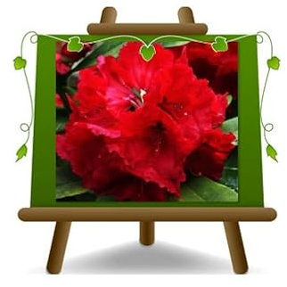 Rhododendron Rot Roter Korsar Dekorative Pflanzen Haar: 35~40 cm Topf: 22 cm
