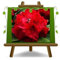 Rhododendron Rot Roter Korsar Dekorative Pflanzen Haar: 35~40 cm Topf: 22 cm