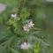 500 pcs storchenschnabel pflanze winterhart samen, blüten, kräuterbeet (Geranium sanguineum) blumensamen balkon, bodendecker pflanzen winterhart wildblumenwiese saatgut mehrjährig,