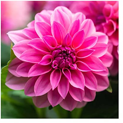 Dahlia Imagine XL Pink - 3 Established Plants in 9cm pots - Dazzling Dahlias Vibrant Bedding Plants. Ready for pots or Hanging Baskets Plants Online.Summer Garden