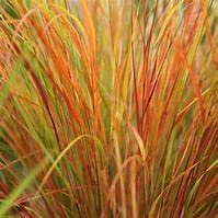 Stipa arundinacea pheasant's Tail Grass 1 x 9cm Pot