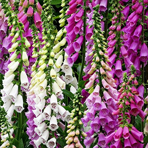 Foxglove Foxy Mix Digitalis Flower Seeds - 3000 Organic Untreated Seeds