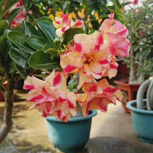 10 pcs wüstenrose pflanze winterhart samen, zimmerpflanzen wenig lichtbedarf desert rose - Adenium obesum - Seltene Pflanzen serie blumensamen geschenk saat pflanzen garten blumenwiese