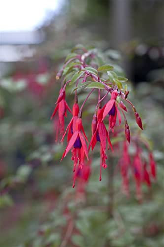 Fuchsia magellanica 'Riccartonii' 30–40 cm – Winterhart, Mehrjährig, Pflegeleicht – Magellan-Fuchsie – Kübelpflanze für Terrasse & Balkon