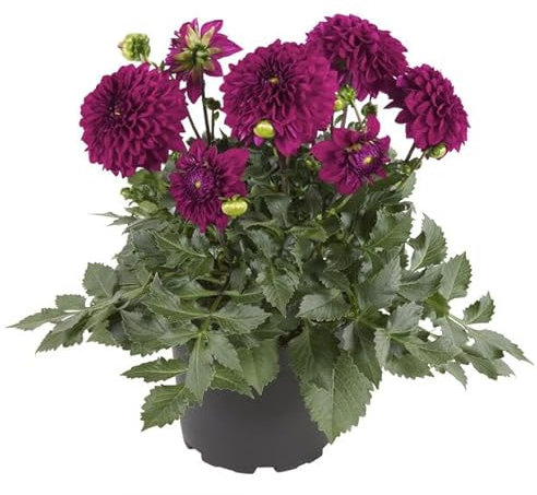Dalia - Llena tu Hogar de Frescura con esta Planta Natural