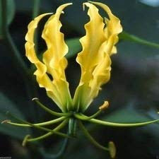 10 Gloriosa Lily Lutea Samen-Yollow/Gold-, Flame Lily a.Ka Ruhm Lilie, Feuer Lilie