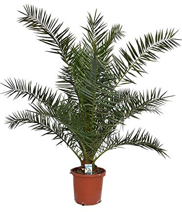 Kanarische Dattelpalme 80-100 cm - Phoenix canariensis - Phönixpalme