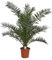Kanarische Dattelpalme 80-100 cm - Phoenix canariensis - Phönixpalme