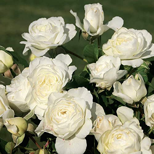 Heirloom Groundcover Roses, Live Own Root Plant for Outdoor Garden, Luna Love™, No Fragrance, Hardiness Zones: 7-10, Repeat Blooming