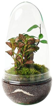 Terrario Plantas Cristal - Cúpula con Ficus Ginseng y Fittonia | Jardin Eterno en Cristal o Ecosistema Cerrado | Ideal para Decoración Hogar | Pequeño, 26 cm x 12 cm