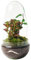 Terrario Plantas Cristal - Cúpula con Ficus Ginseng y Fittonia | Jardin Eterno en Cristal o Ecosistema Cerrado | Ideal para Decoración Hogar | Pequeño, 26 cm x 12 cm